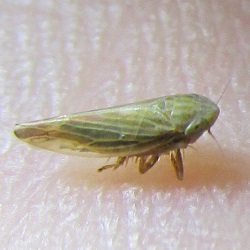 Mocydiopsis parvicauda